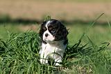 CAVALIER KING CHARLES 700